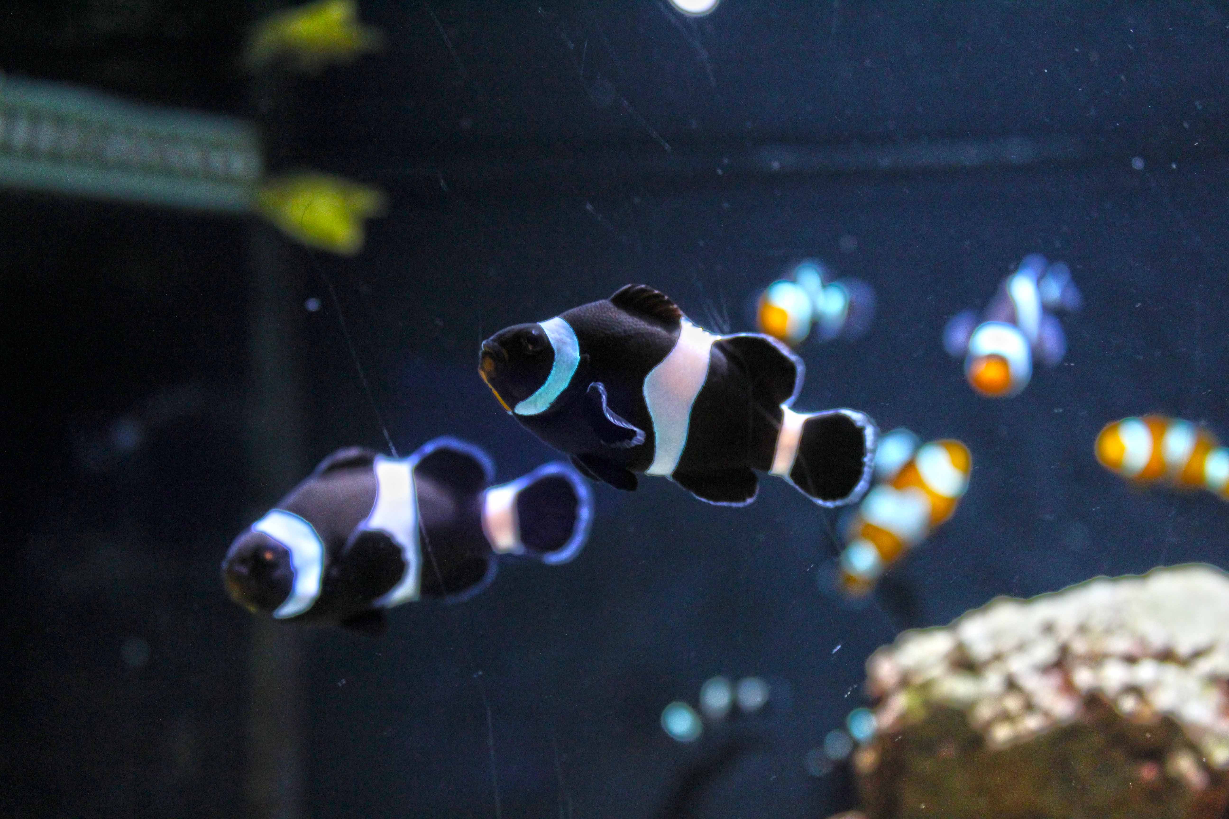 347_alta_Aquarium Amphiprion Ocellaris.JPG